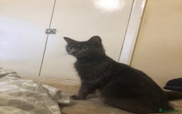 British Shorthair cats for sale: 2 year old female  - Image 2