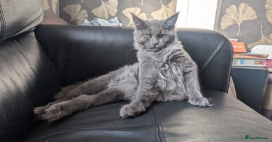 Maine Coon cats - Advert 6