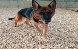 Mixed Breed dogs for adoption: 8 years in chains 😭 🚨 urgent in Hengoed - Image 5