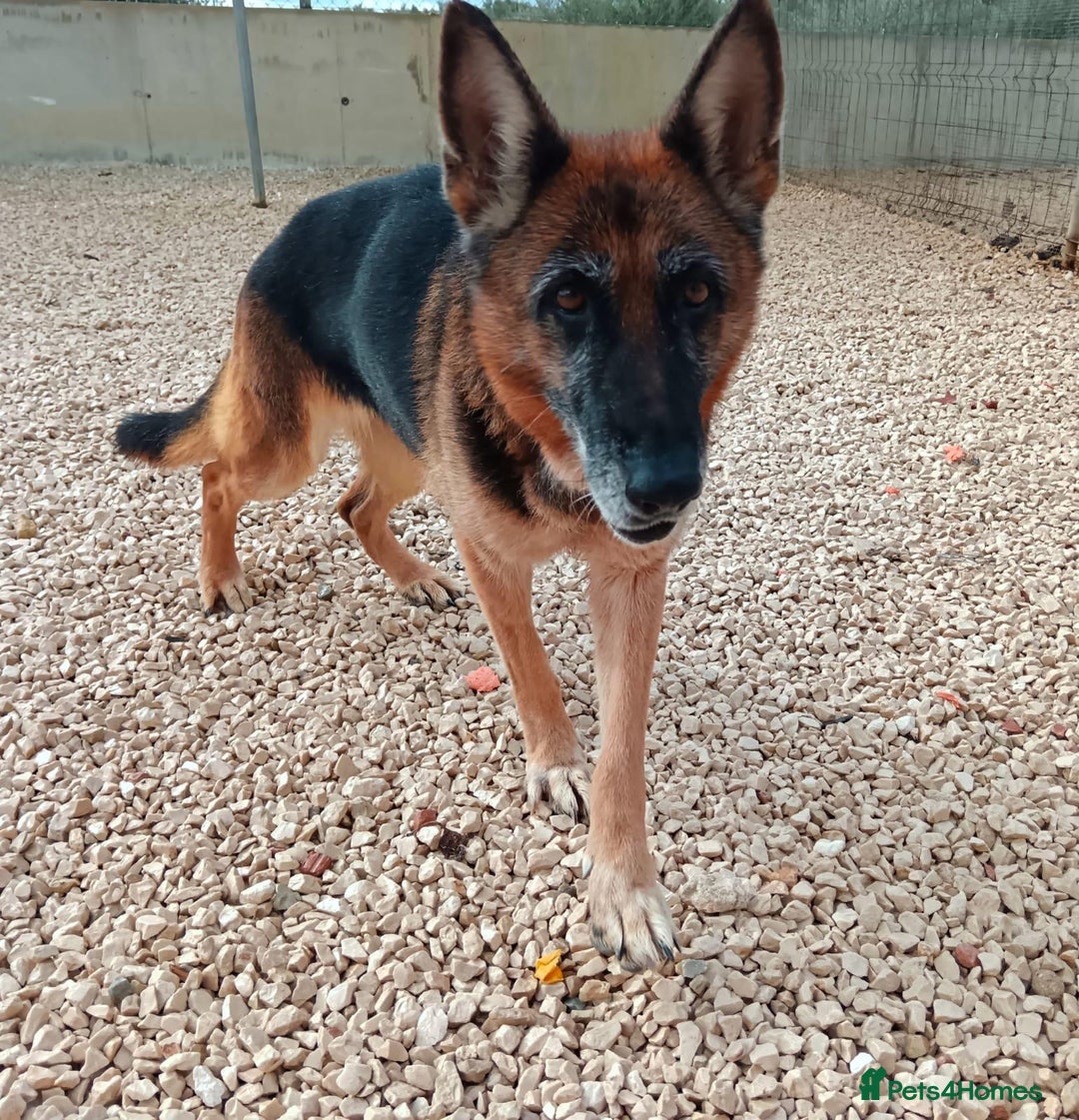 Mixed Breed dogs for adoption: 8 years in chains 😭 🚨 urgent in Hengoed - Image 5