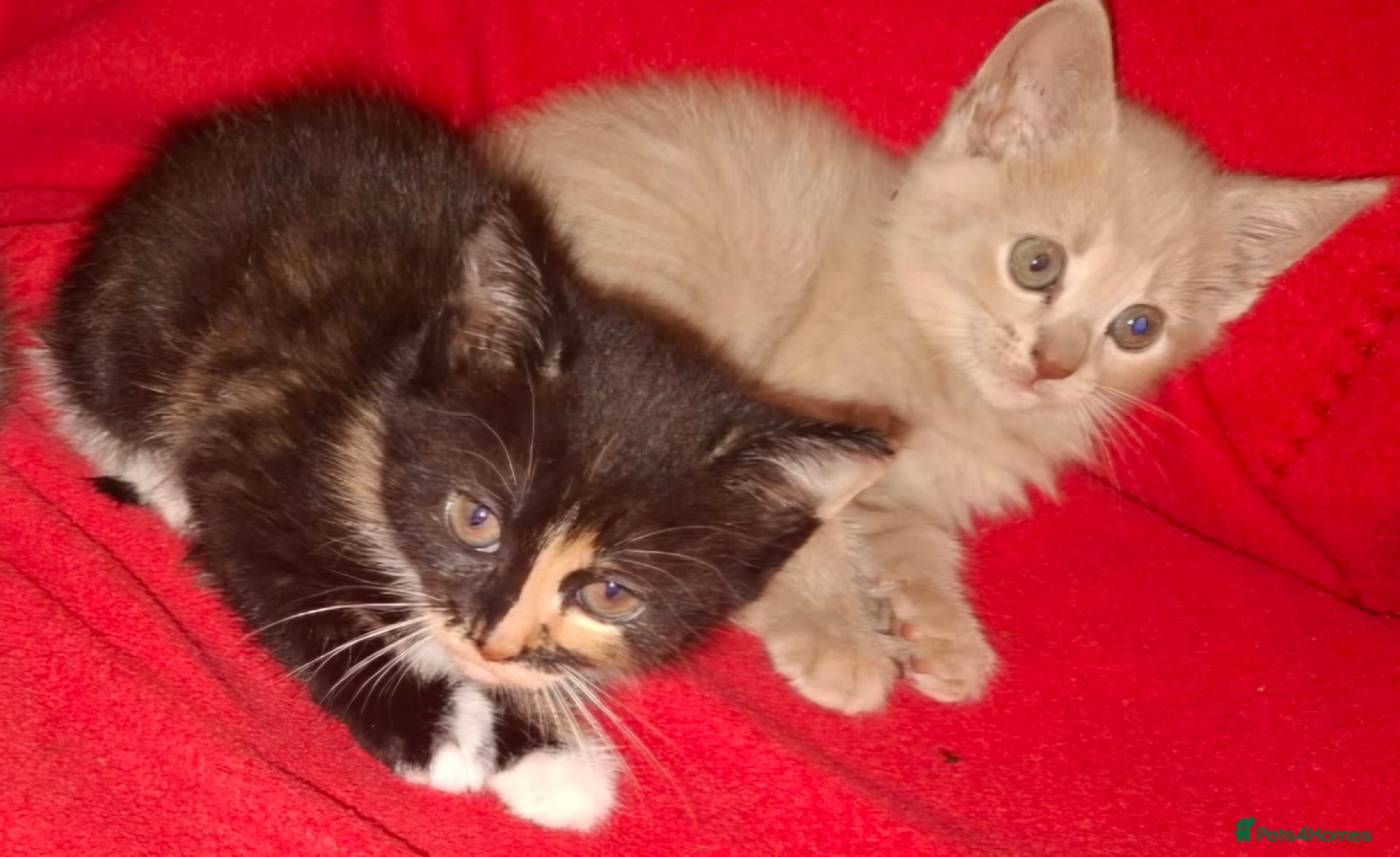 Mixed Breed cats Lovely Kittens 😻 - Advert 2