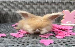 Angora rabbits for sale: 🩷  💙 Full Faced English Angora Babies  in Maidstone - Image 14