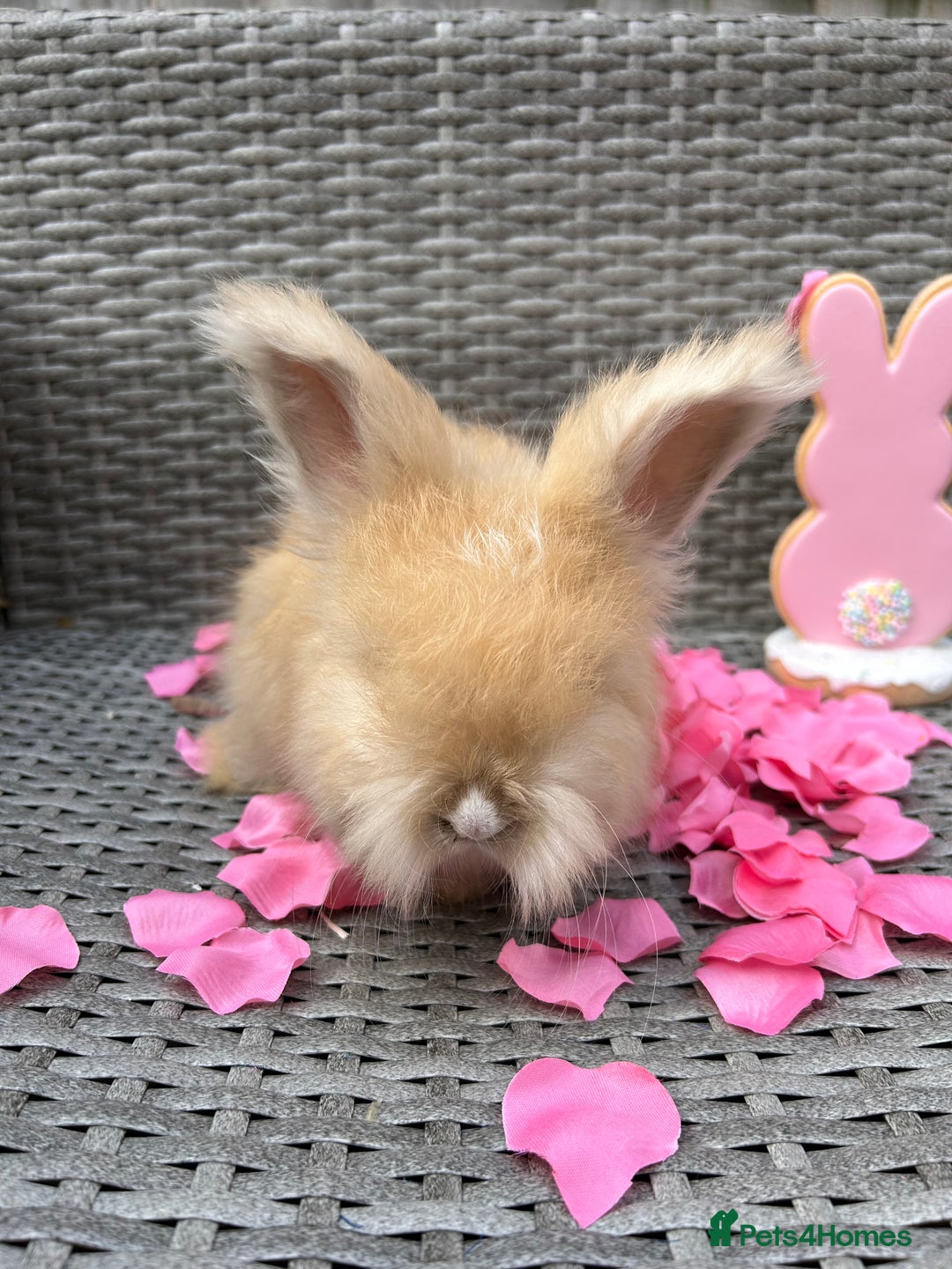 Angora rabbits for sale: 🩷  💙 Full Faced English Angora Babies  in Maidstone - Image 14
