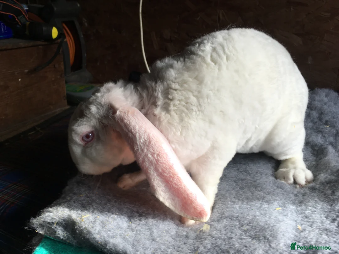 English Lop rabbits for sale: Velveteen Lop buck youngster  - Advert 3