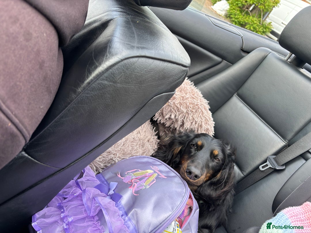 Miniature Dachshund dogs for sale:  long haired miniature dachshund male KC registere - Advert 3