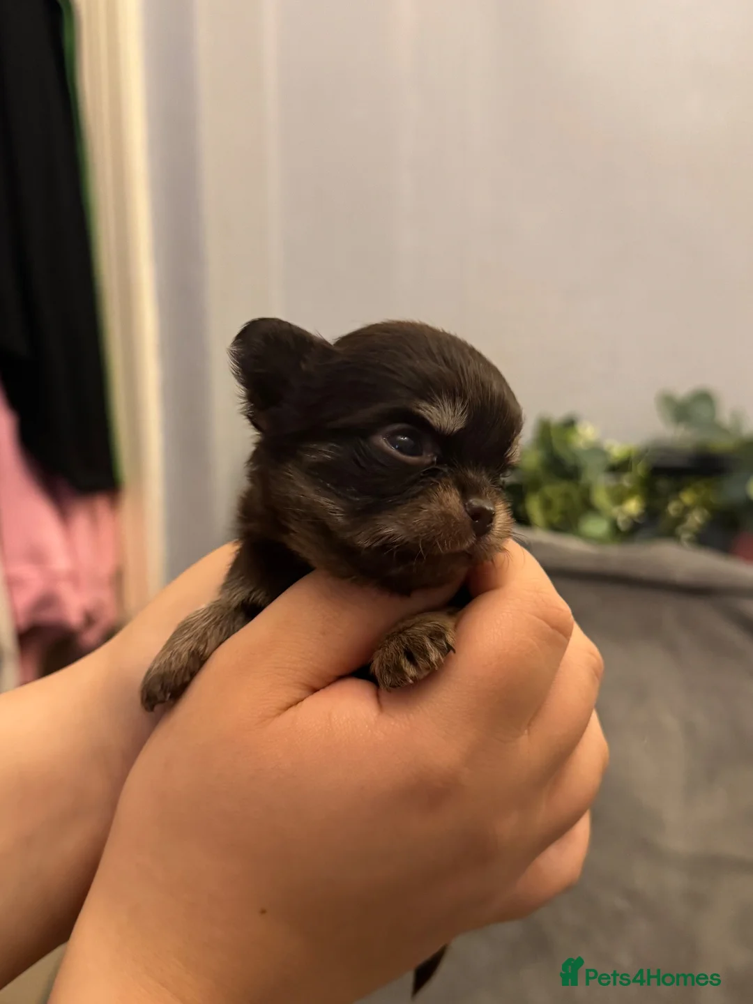 Chihuahua dogs for sale: Adorable KC REG tiny long haired chihuahuas💕 - Advert 13