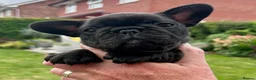 French Bulldog dogs for sale: French Bulldog puppies in Redditch - Advert 5