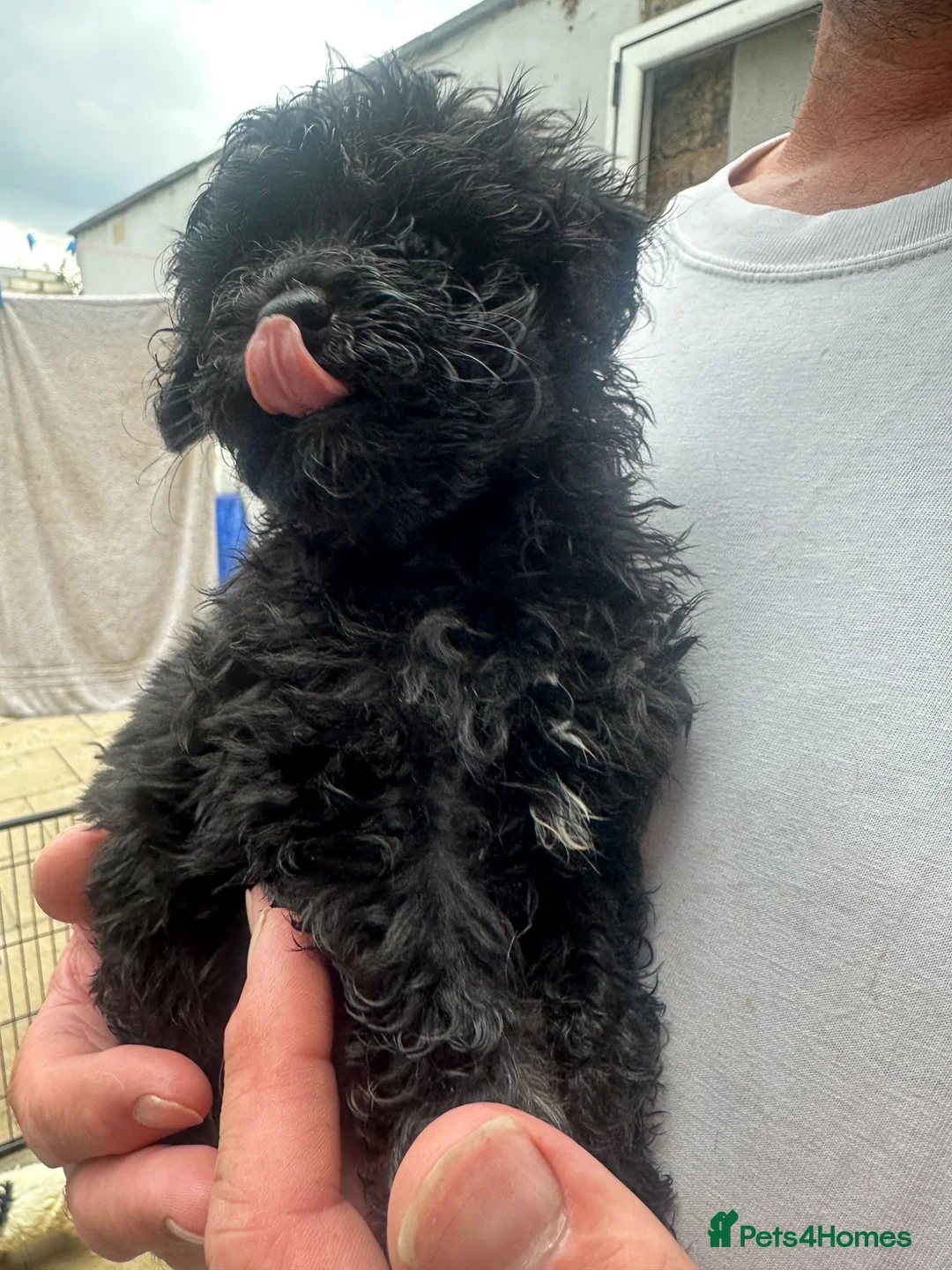 Cavapoo dogs for sale: Male toy poodle / Cavapoo puppy for sale  - Advert 2