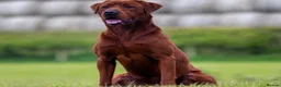 Labrador Retriever dogs for sale: TWO BEAUTIFUL FOX RED GIRLS AVAILABLE  - Advert 4