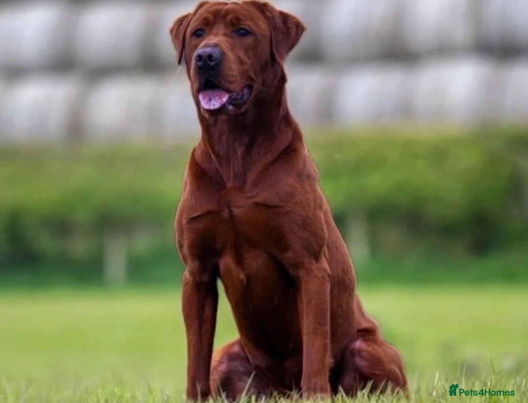 Labrador Retriever dogs for sale: TWO BEAUTIFUL FOX RED GIRLS AVAILABLE  - Advert 4