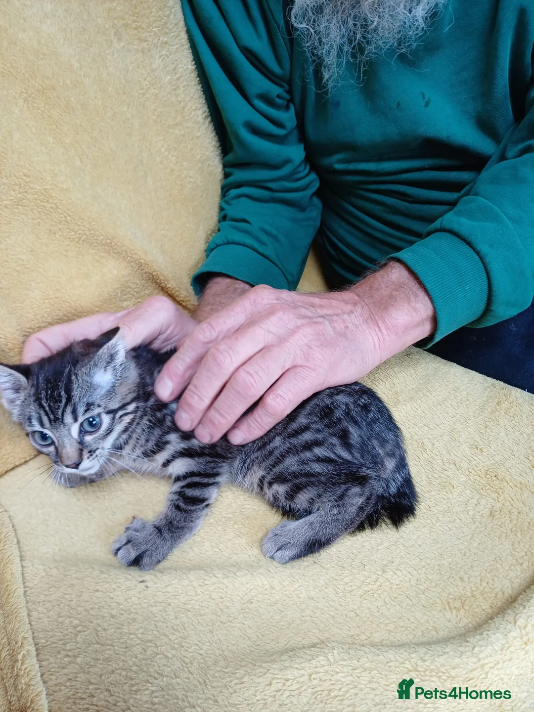 Mixed Breed cats for sale: British Bengal girl kitten  - Advert 2