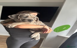 Mixed Breed dogs for sale: TRI MERLE CANE CORSO PUPPIES FOR SALE - Image 26