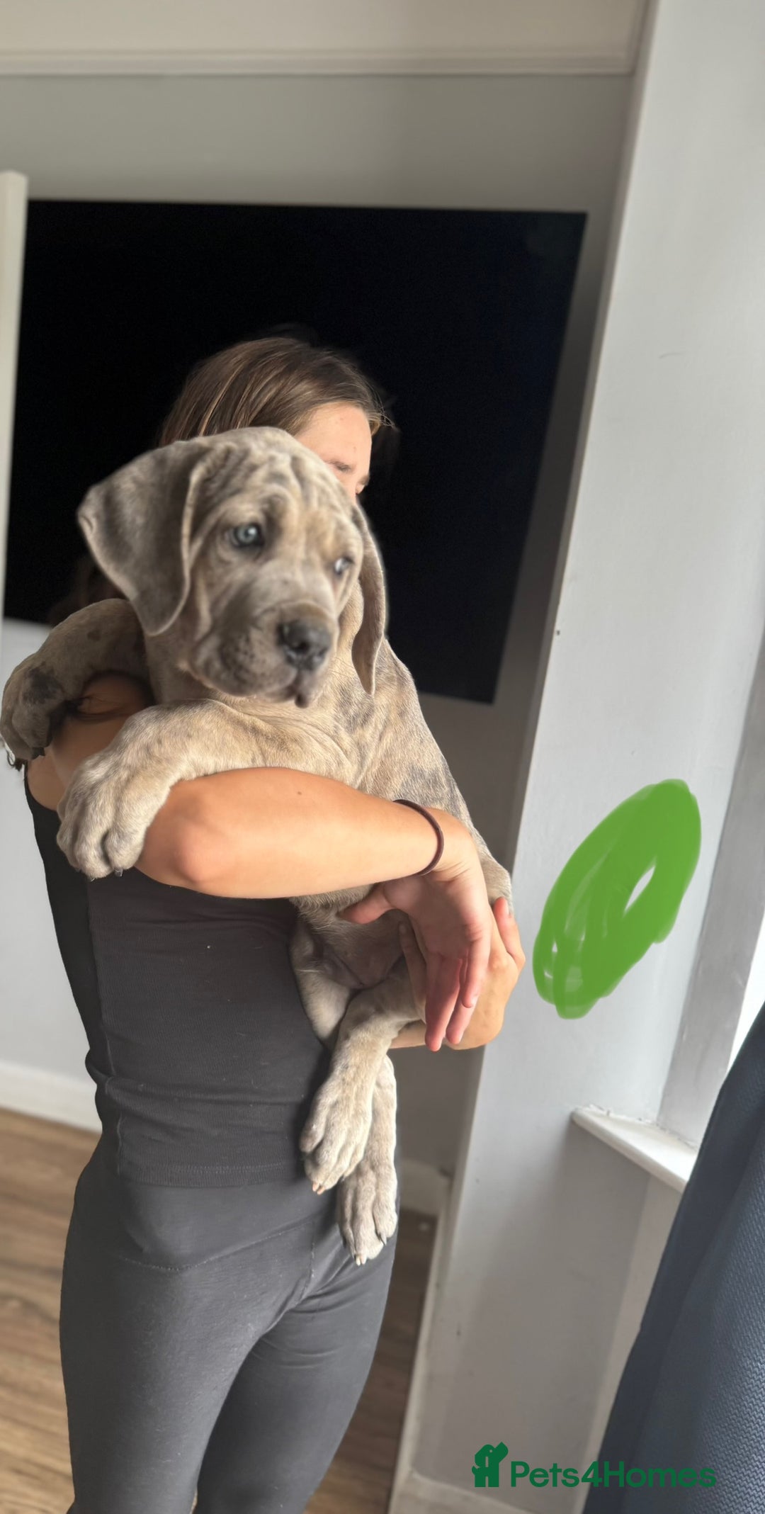 Mixed Breed dogs for sale: TRI MERLE CANE CORSO PUPPIES FOR SALE - Image 26
