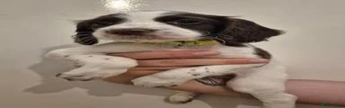 Sprocker 1