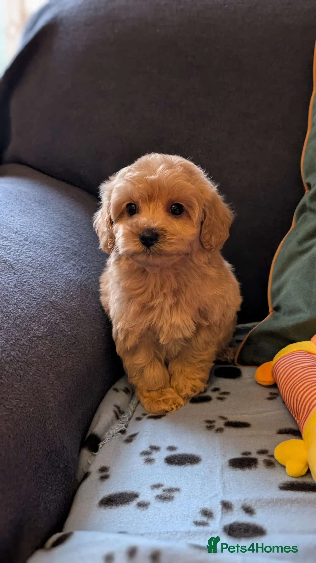 Maltipoo dogs for sale: Toy Maltipoo Puppies - READY NOW - Advert 3