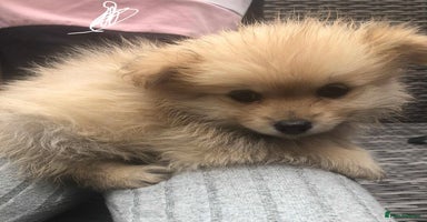 Pomeranian dogs - Advert 7
