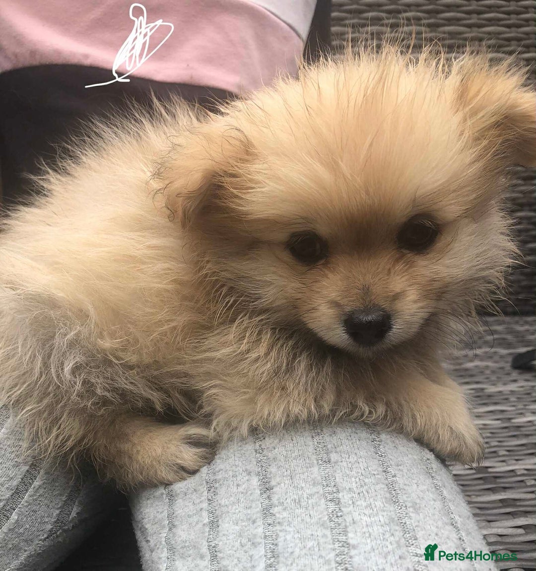 Pomeranian dogs for sale: Pomeranian girls  - Image 2