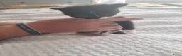 Bengal cats for sale: 3 bengel cross kittens in Shipley - Advert 3