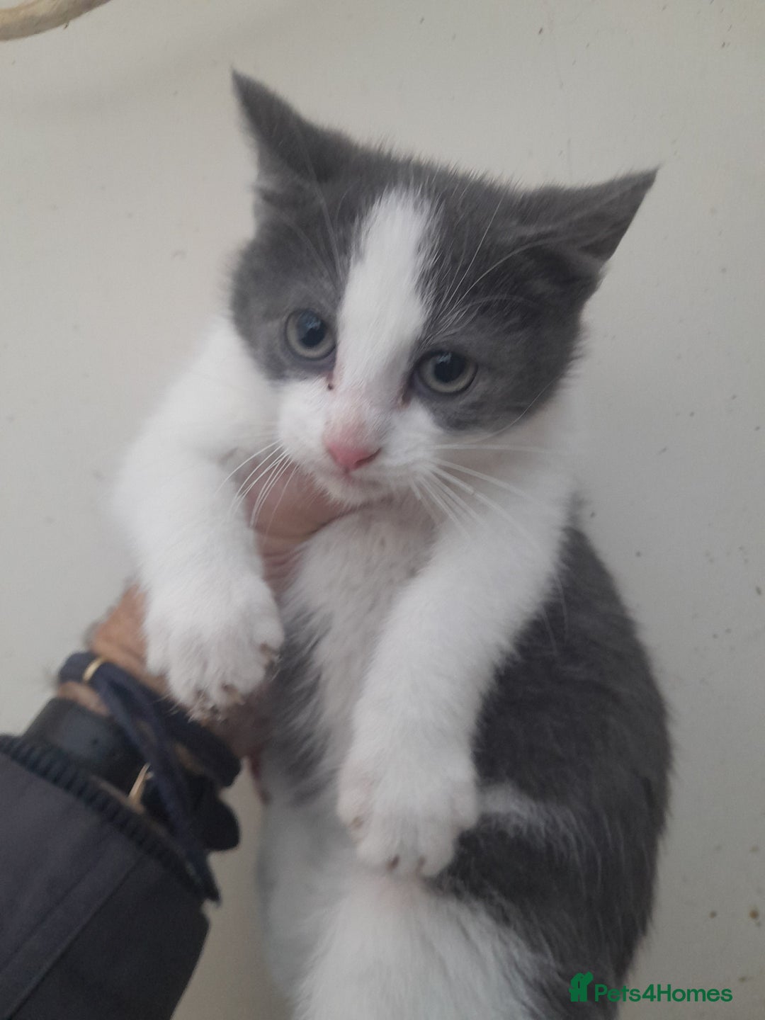 Manx cats for sale: Manx tailless kittens - Advert 6