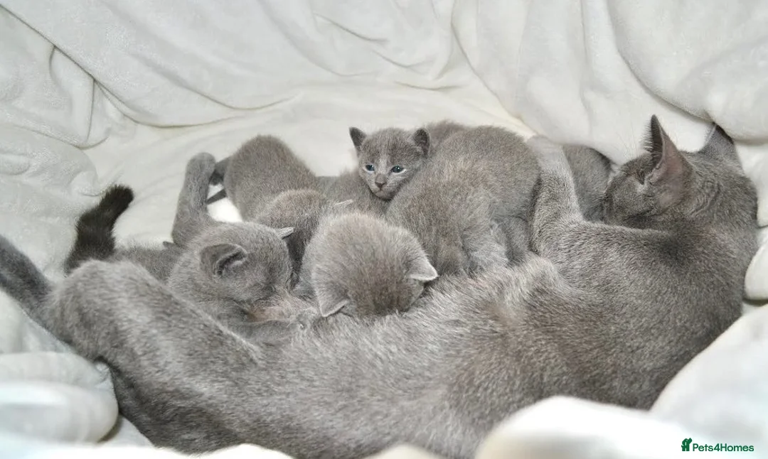 Russian Blue cats for sale: Family raised happy russian blues. in Brentwood - Advert 6