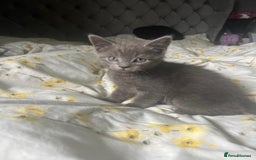 Russian Blue cats for sale: Russian blue boy cross bengal grey - Image 13