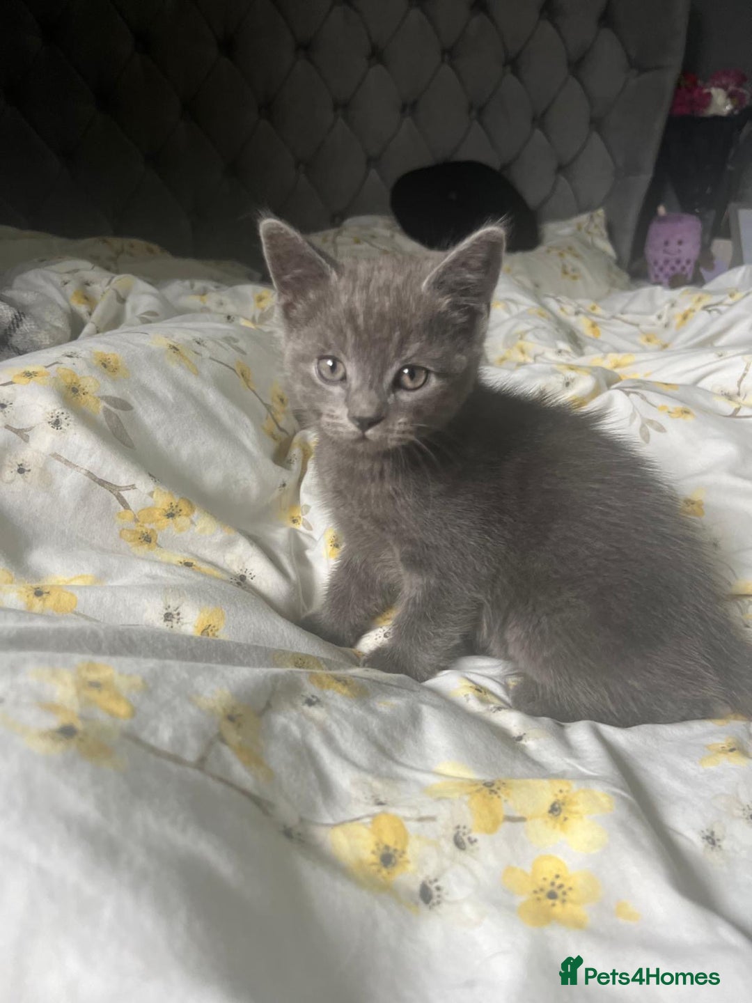 Russian Blue cats for sale: Russian blue boy cross bengal grey - Image 13