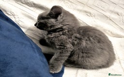 Russian Blue cats for sale: 6 pure grey kittens  - Image 10
