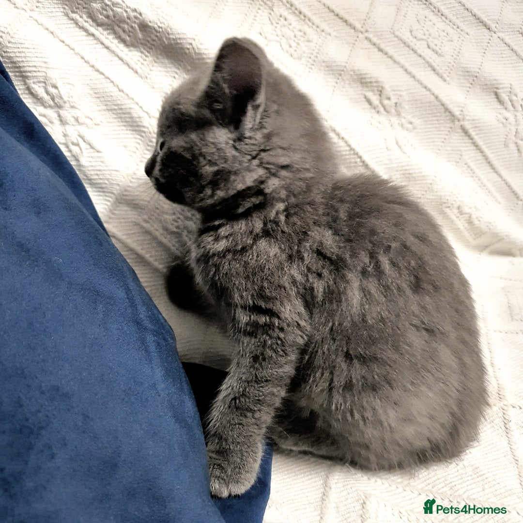 Russian Blue cats for sale: 6 pure grey kittens  - Image 10