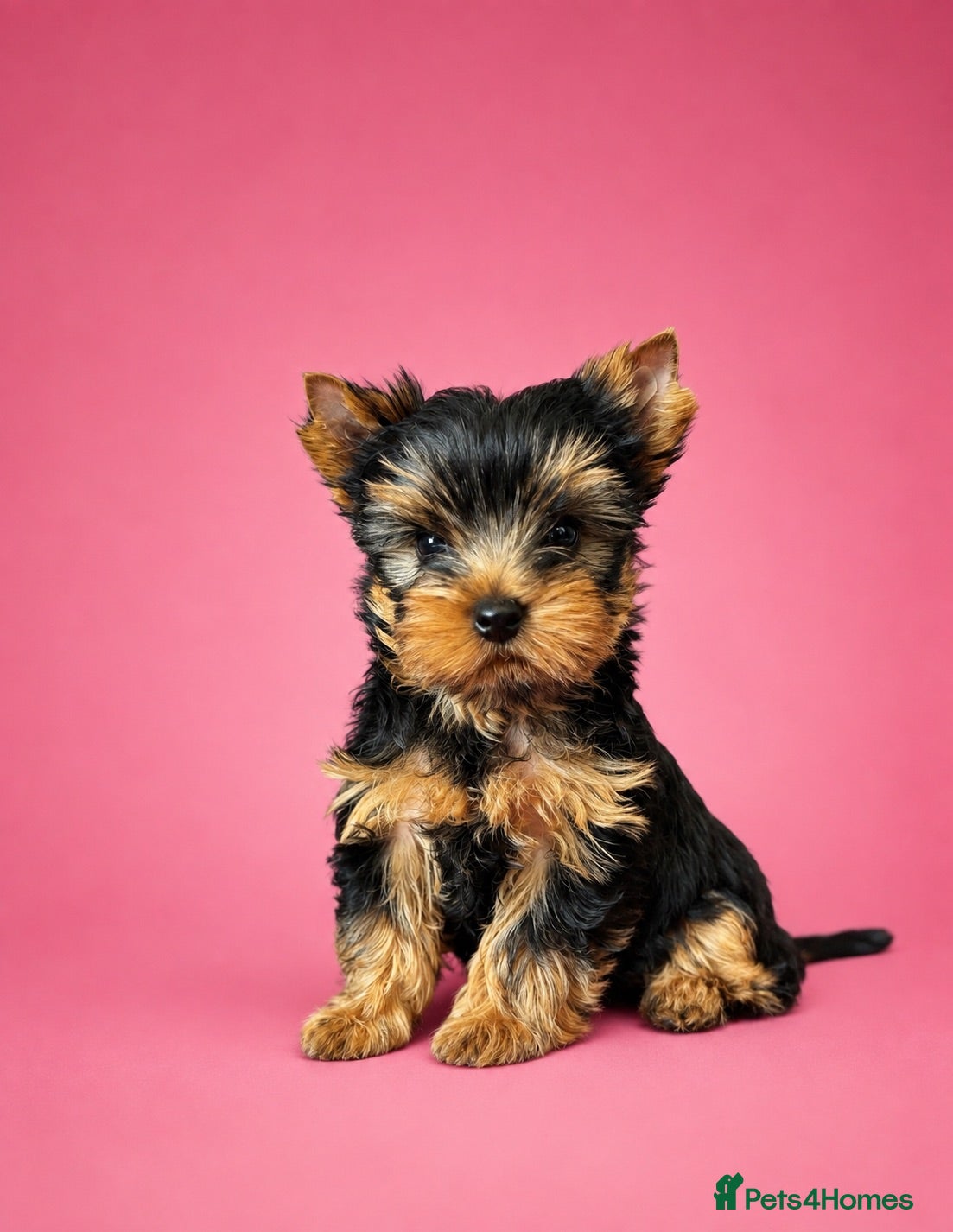 Yorkshire Terrier dogs ✨🐾 Outstanding Show Quality KC Yorkie Puppies 🐾✨ - Advert 2