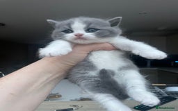British Shorthair cats for sale: Champion Bloodlines British Shorthair kitten - Image 6