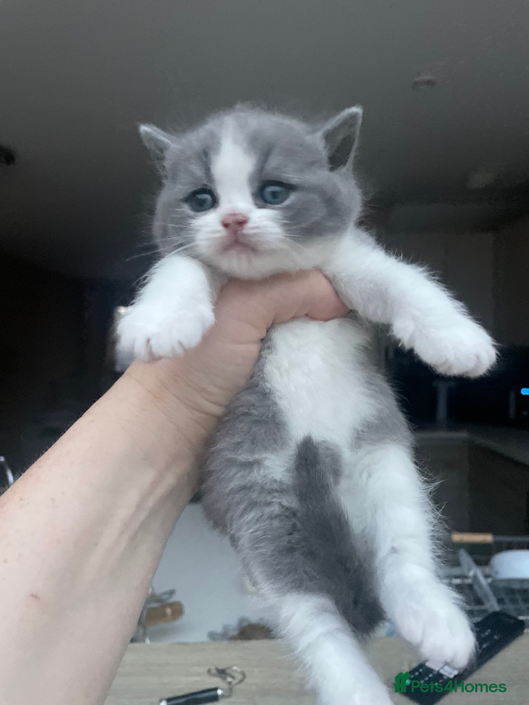 British Shorthair cats for sale: Champion Bloodlines British Shorthair kitten - Image 6
