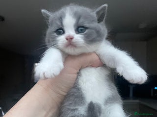 British Shorthair cats - Advert 24