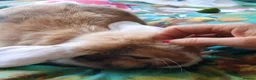 Mini Lop rabbits for sale: Friendly gorgeous young male Mini Lop boy rabbit in Loughborough - Advert 4