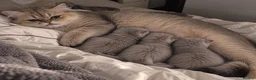 British Longhair cats for sale: British longhair kitten in London - Advert 5