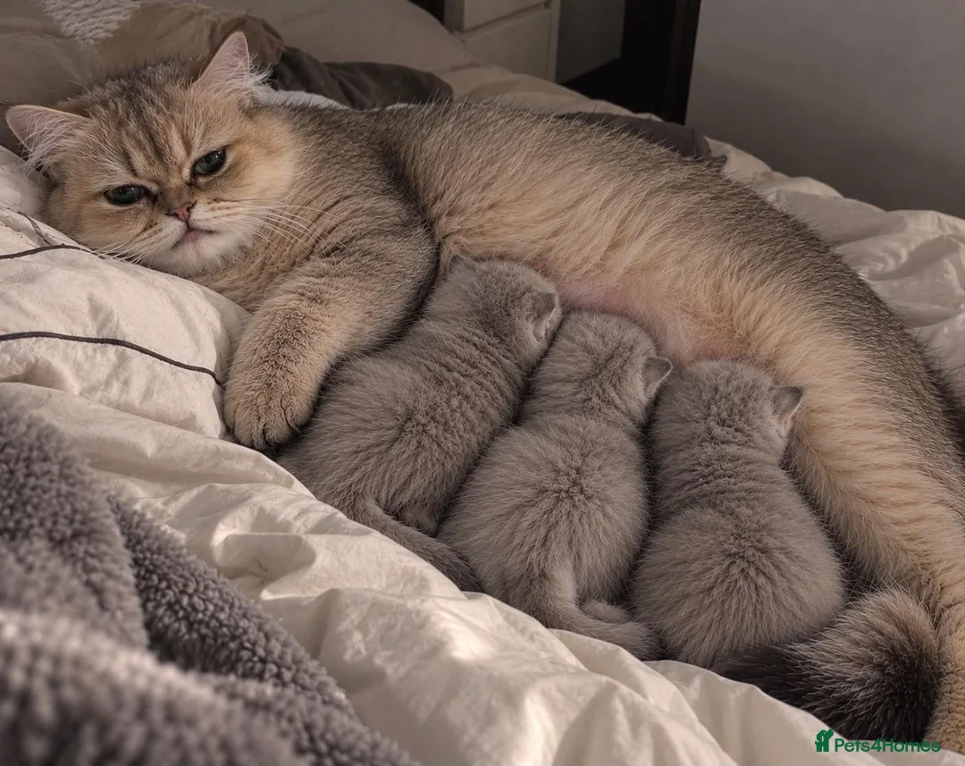 British Longhair cats for sale: British longhair kitten in London - Advert 5
