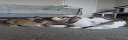 Mixed Breed rabbits for sale: Bonded pair  in Cardigan - Advert 2