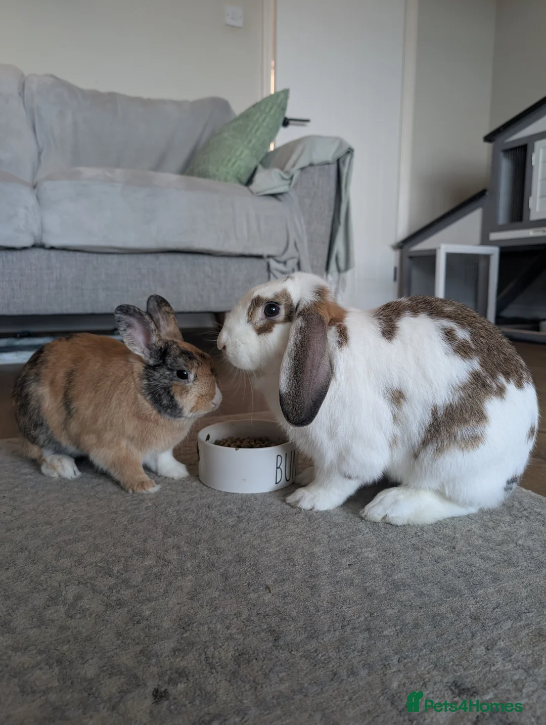 Mixed Breed rabbits for sale: Bonded pair  in Cardigan - Advert 2