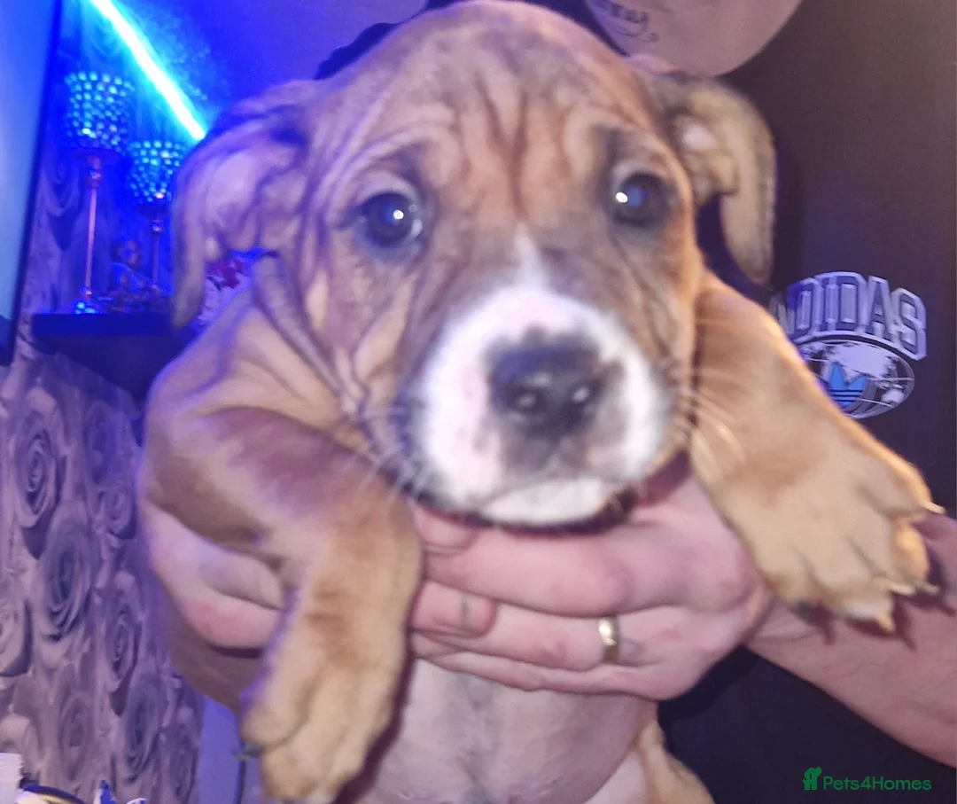 Mixed Breed dogs for sale: 3 boys - Advert 2