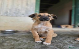 Mixed Breed dogs for adoption: COFFEE & ROBYN  – adopt a bonded pair  - Advert 9