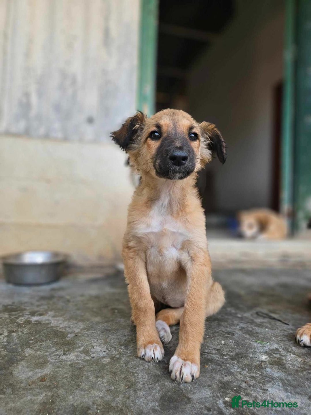 Mixed Breed dogs for adoption: COFFEE & ROBYN  – adopt a bonded pair  - Advert 9