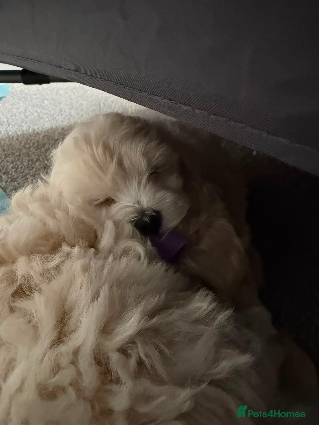 Maltipoo dogs for sale: One female puppy - Advert 9