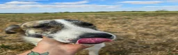 Mixed Breed dogs for adoption: 🌸 FLO - Now is her time to bloom🌸 - Advert 8