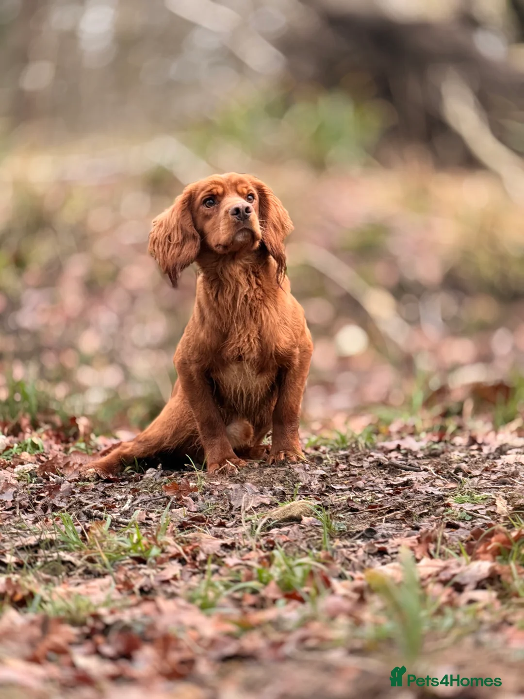 Cocker Spaniel dogs for stud: Ammerdown Greedy Available At Stud. Health Tested - Advert 3