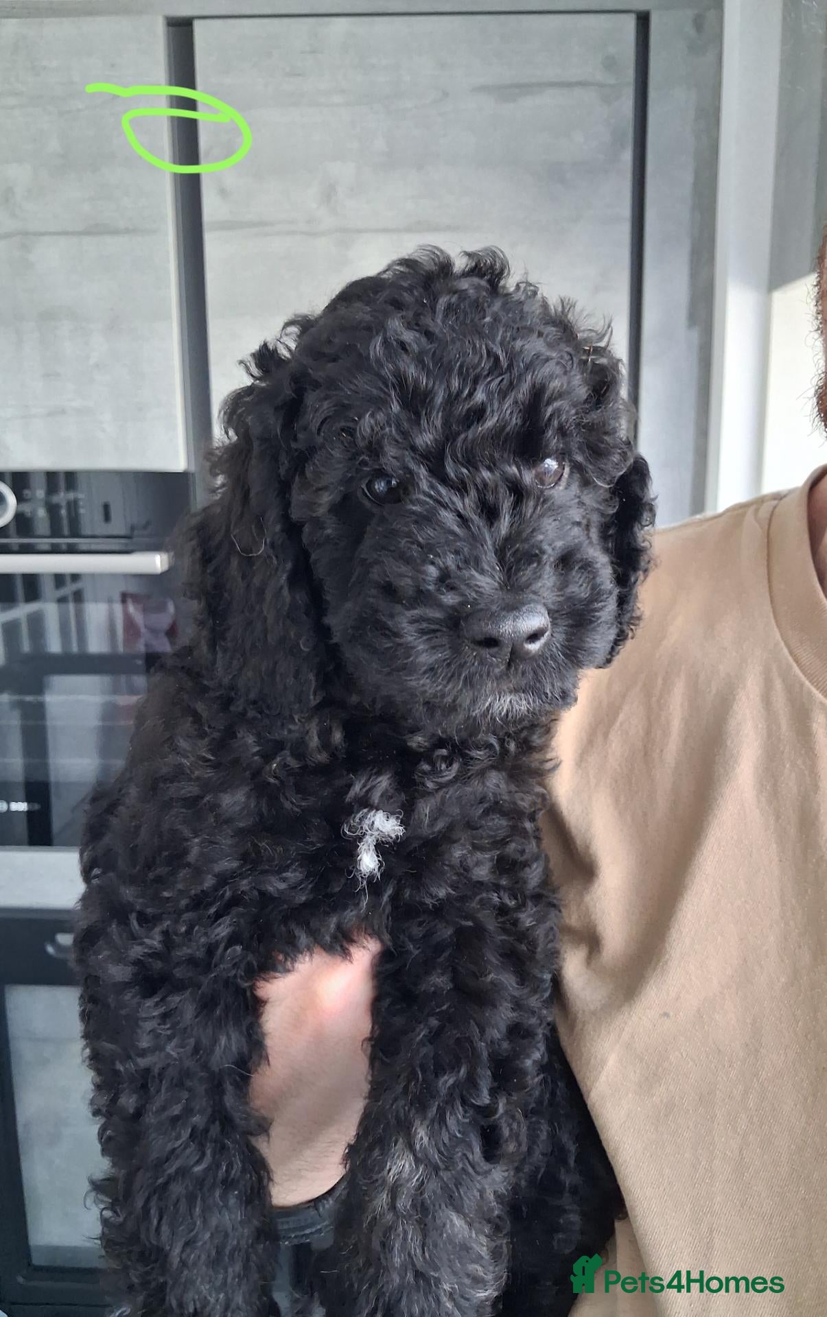 Goldendoodle dogs  Medium Goldendoodle puppies - Advert 2
