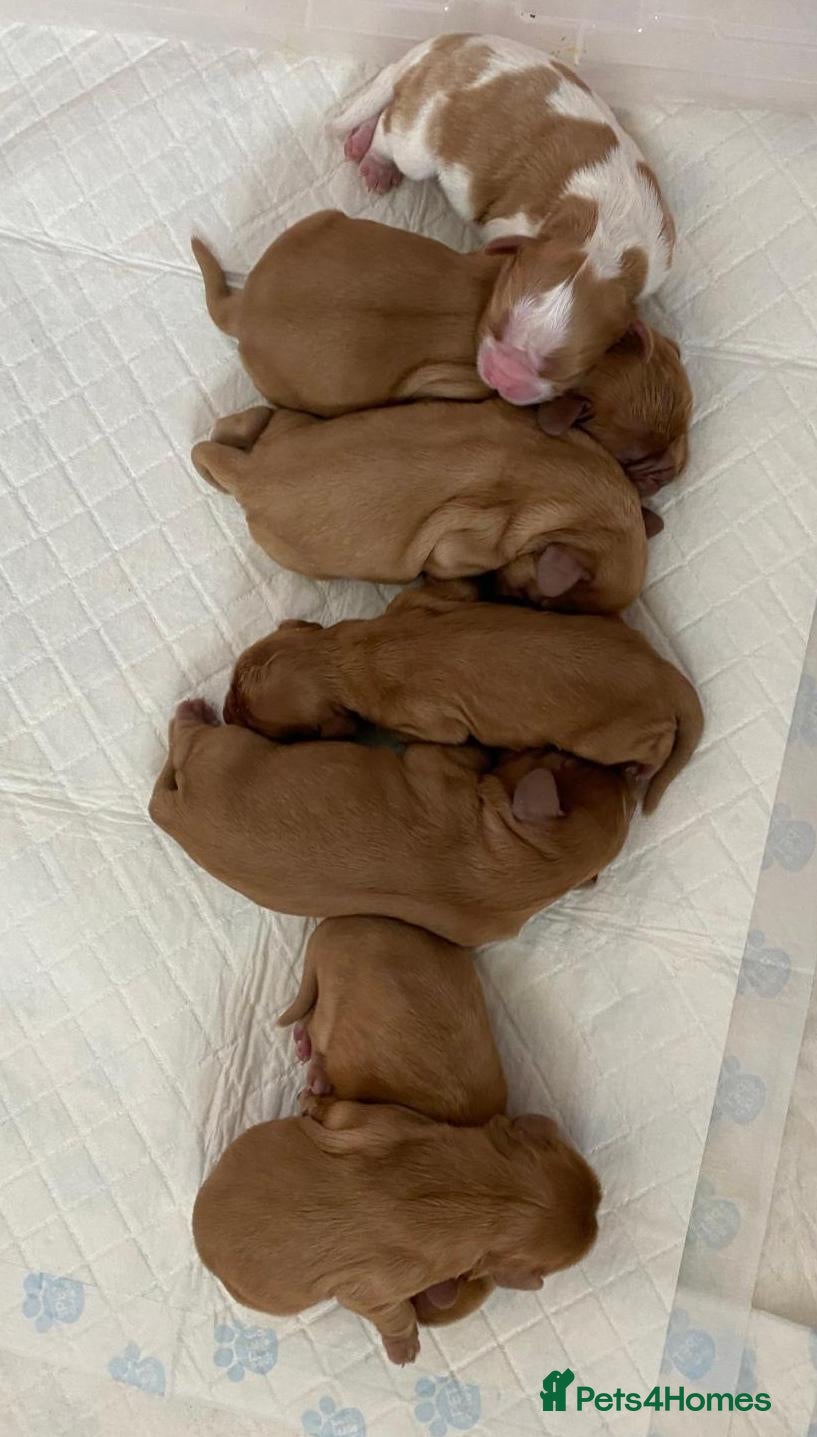 Cavalier King Charles Spaniel dogs Beautiful KC and DNA tested cavalier boys - Advert 2