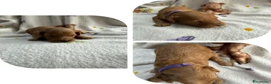 Cockapoo 4 female purple collar
