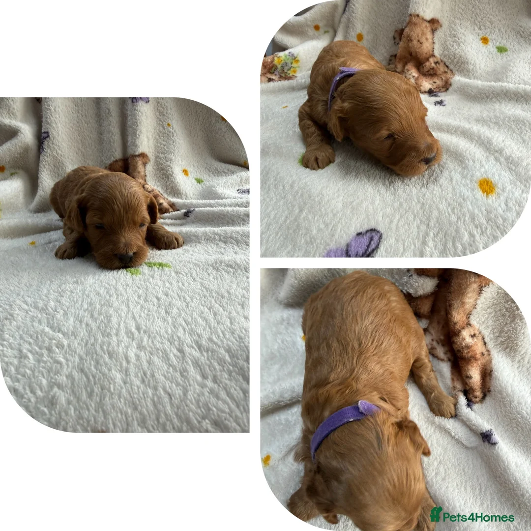 Cockapoo dogs for sale: Miniature cockerpoo puppies in Gloucester - Advert 11