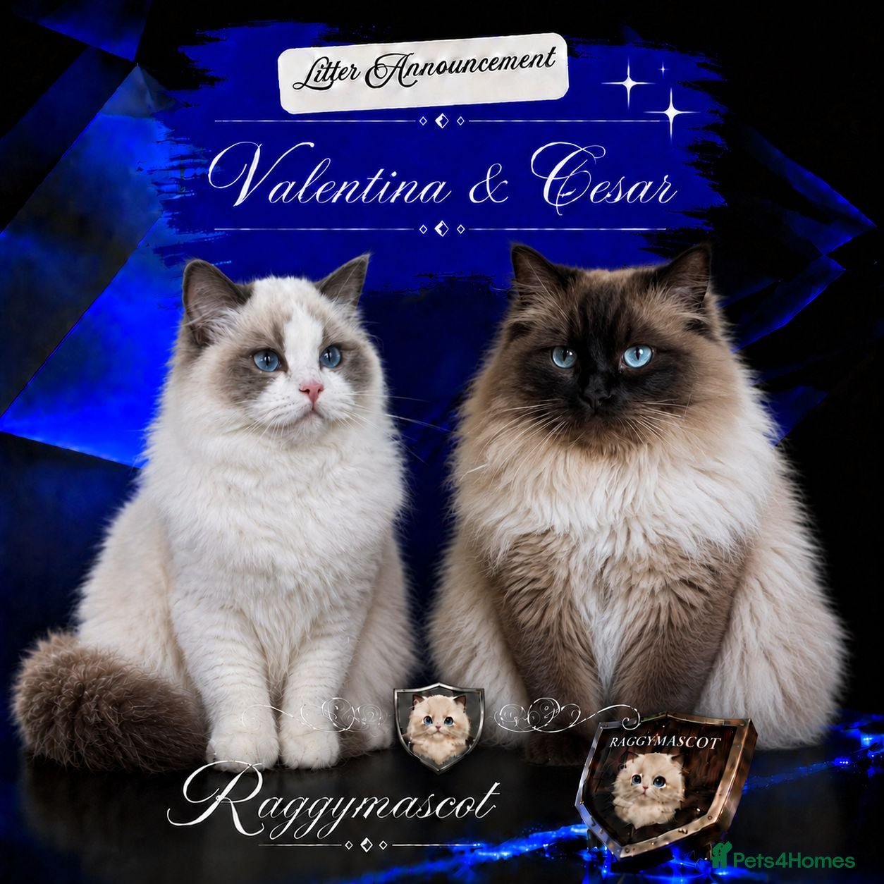 Ragdoll cats Raggymascot Catery Ragdolls - Advert 1