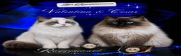 Ragdoll cats for sale: Raggymascot Catery Ragdolls - Advert 1