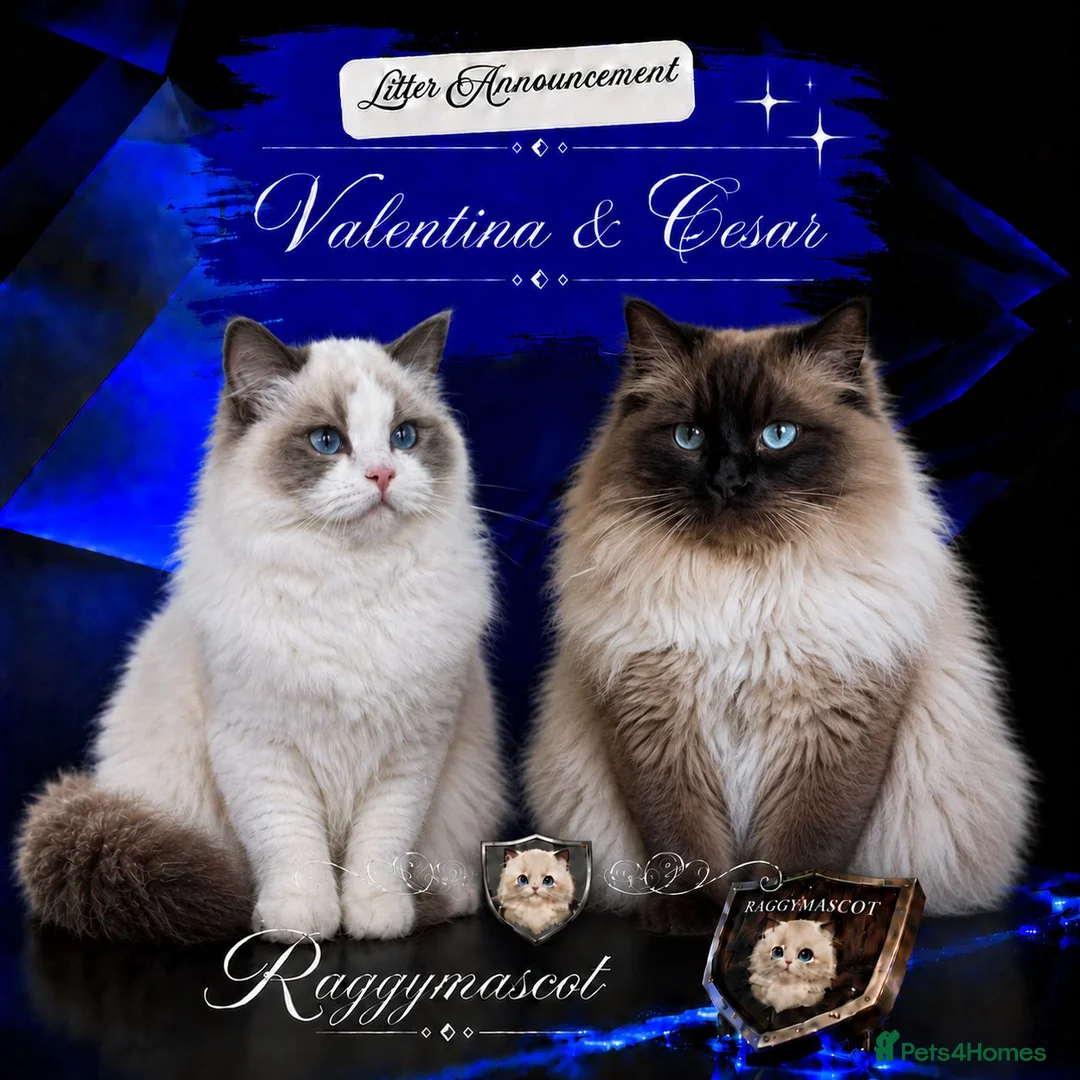 Ragdoll cats for sale: Raggymascot Catery Ragdolls - Advert 1